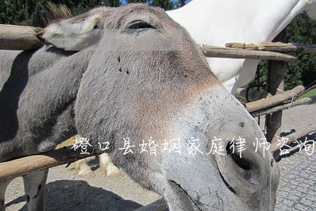 磴口县婚姻家庭律师咨询电话