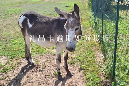 礼品卡逾期如何投诉 礼品卡逾期如何投诉