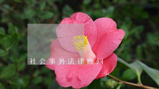 社会事务法律顾问 社会事务法律顾问