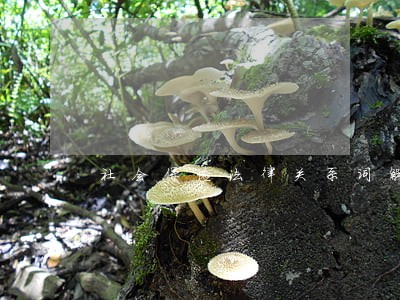 社会保险法律关系词解释 社会保险法律关系词解释