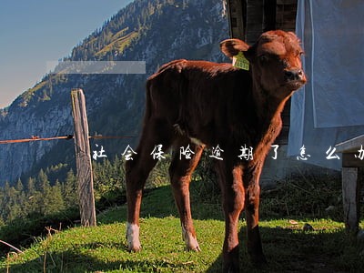 社会保险逾期了怎么办 社会保险逾期了怎么办