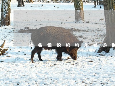 社会组织机构年检逾期报告