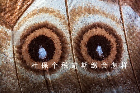社保个税逾期缴会怎样