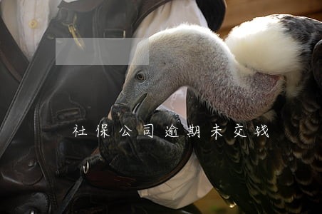 社保公司逾期未交钱