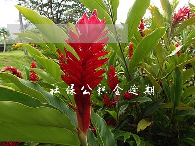 社保公积金逾期 社保公积金逾期