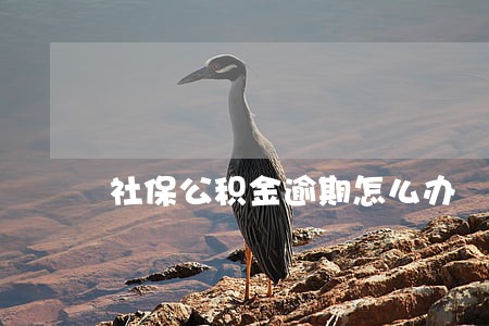 社保公积金逾期怎么办