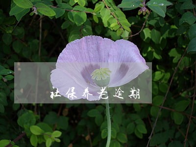 社保养老逾期 社保养老逾期