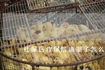 社保医疗保险逾期了怎么办 社保医疗保险逾期了怎么办