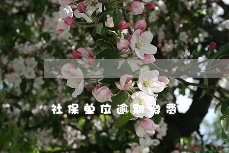 社保单位逾期缴费 社保单位逾期缴费