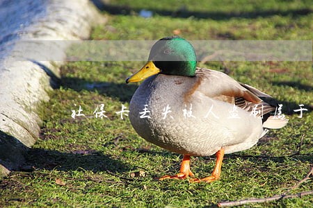 社保卡丢失被人盗刷属于违法吗