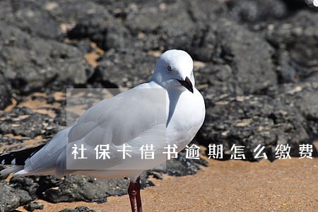 社保卡借书逾期怎么缴费 社保卡借书逾期怎么缴费