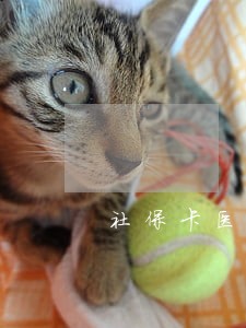 社保卡医疗保险费逾期 社保卡医疗保险费逾期