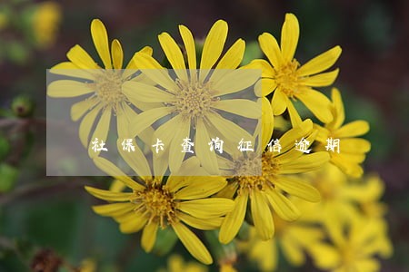 社保卡查询征信逾期 社保卡查询征信逾期