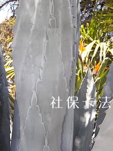 社保卡法院能查封吗 社保卡法院能查封吗