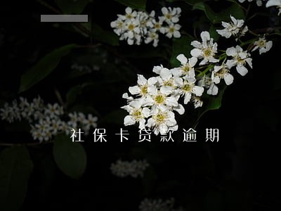 社保卡贷款逾期 社保卡贷款逾期