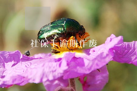 社保卡逾期作废 社保卡逾期作废