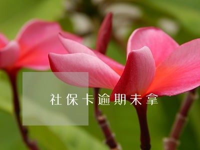 社保卡逾期未拿 社保卡逾期未拿