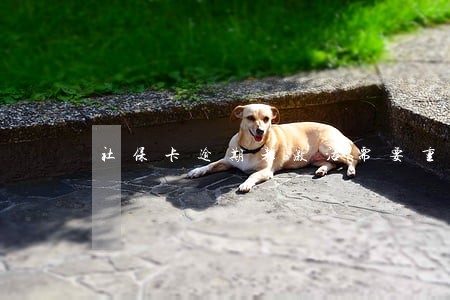 社保卡逾期未激活需要重新办理吗 社保卡逾期未激活需要重新办理吗