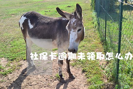 社保卡逾期未领取怎么办 社保卡逾期未领取怎么办