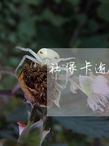 社保卡逾期没交现在怎么办 社保卡逾期没交现在怎么办