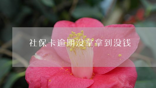 社保卡逾期没拿拿到没钱 社保卡逾期没拿拿到没钱