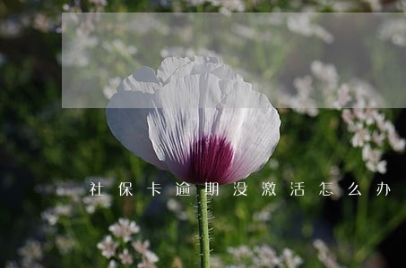 社保卡逾期没激活怎么办 社保卡逾期没激活怎么办