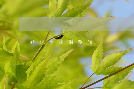 社保卡逾期激活 社保卡逾期激活