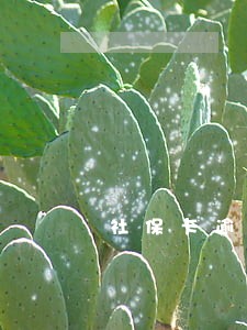 社保卡逾期缴费会怎样 社保卡逾期缴费会怎样
