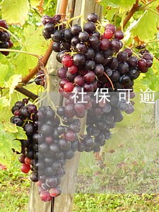 社保可逾期缴费 社保可逾期缴费