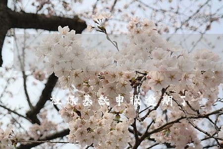 社保基数申报逾期了 社保基数申报逾期了
