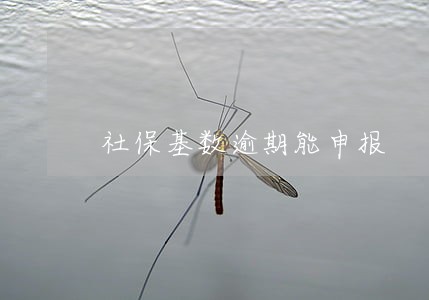 社保基数逾期能申报 社保基数逾期能申报