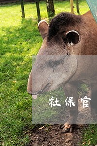 社保官司有律师打吗 社保官司有律师打吗