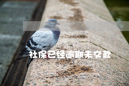 社保已经逾期未交款 社保已经逾期未交款