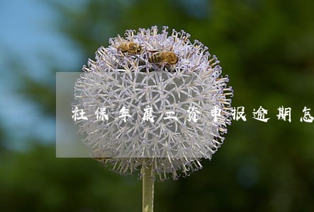 社保年度工资申报逾期怎么办