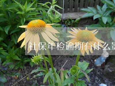 社保年检逾期有什么影响 社保年检逾期有什么影响