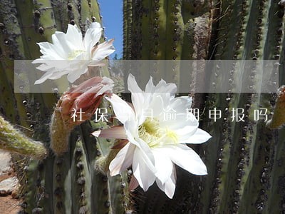 社保当月逾期申报吗 社保当月逾期申报吗
