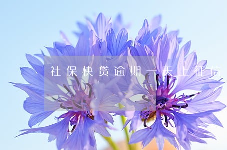 社保快贷逾期一天上征信吗 社保快贷逾期一天上征信吗