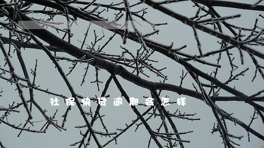 社保快贷逾期会怎样 社保快贷逾期会怎样