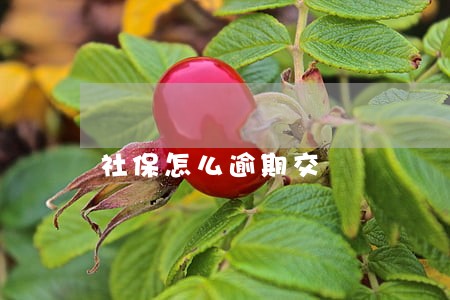 社保怎么逾期交 社保怎么逾期交