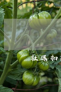 社保扣款忘记了逾期怎么办 社保扣款忘记了逾期怎么办