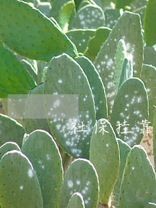 社保挂靠违法不 社保挂靠违法不