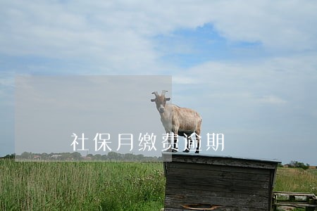 社保月缴费逾期 社保月缴费逾期