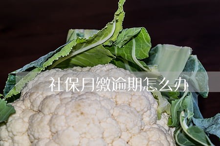 社保月缴逾期怎么办 社保月缴逾期怎么办
