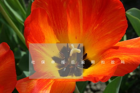 社保申报后逾期扣款吗 社保申报后逾期扣款吗
