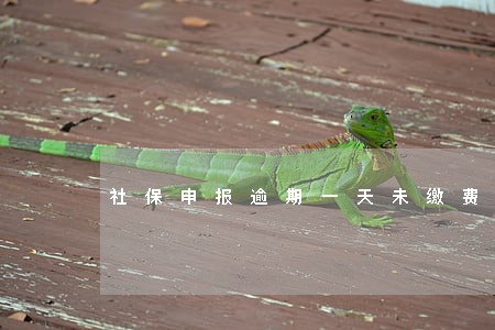 社保申报逾期一天未缴费 社保申报逾期一天未缴费
