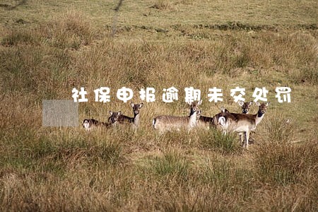 社保申报逾期未交处罚 社保申报逾期未交处罚