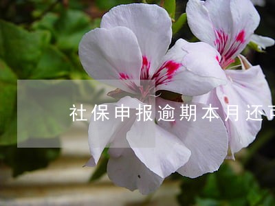 社保申报逾期本月还可以申报吗 社保申报逾期本月还可以申报吗