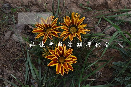 社保申报逾期滞纳金 社保申报逾期滞纳金