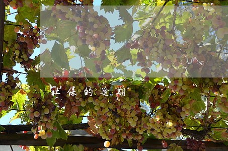 社保的逾期 社保的逾期