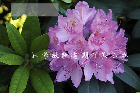 社保缴款逾期了怎么办 社保缴款逾期了怎么办